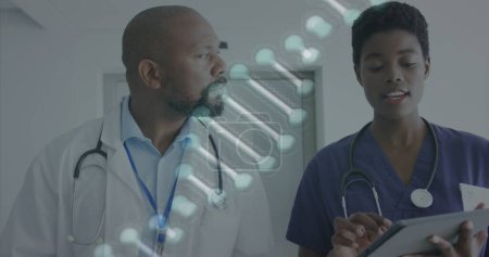 Photo for Image of dna strand over african american female and male doctor with tablet talking in hospital. Medical and healthcare services concept digitally generated image. - Royalty Free Image
