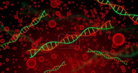 Téléchargez les photos : Image d'ADN sur des globules rouges sur fond rouge. Biologie humaine, anatomie et concept corporel image générée numériquement. - en image libre de droit