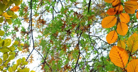 Foto de Imagen de hojas y ramas de otoño contra la vista de ángulo bajo de los árboles y el cielo. Concepto de temporada de otoño y otoño - Imagen libre de derechos