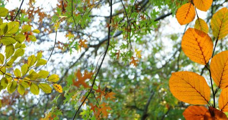 Téléchargez les photos : Image des feuilles et des branches d'automne contre la vue à angle bas des arbres et du ciel. Concept de saison automne et automne - en image libre de droit