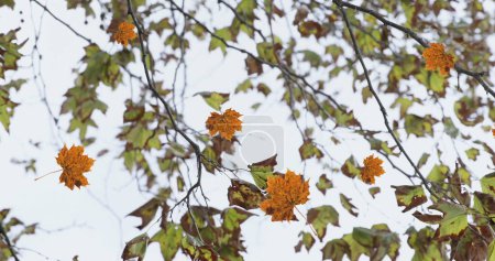 Photo for Image of autumn leaves floating against view of trees and sky. Autumn and fall season concept - Royalty Free Image
