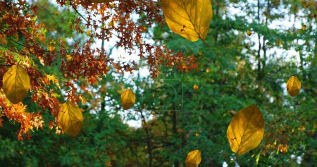Téléchargez les photos : Image de feuilles d'automne tombant contre un angle bas des arbres et du ciel. Concept de saison automne et automne - en image libre de droit