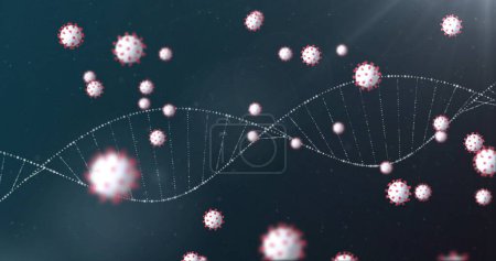 Téléchargez les photos : Image de cellules 3D du coronavirus Covid 19 se propageant avec un brin d'ADN rotatif. Concept mondial de pandémie de coronavirus image générée numériquement. - en image libre de droit