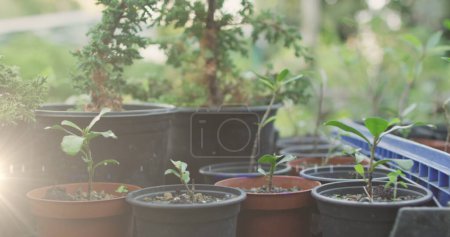 Photo for Composite image of spot of light against multiple plant pots in the garden. community garden week awareness concept - Royalty Free Image