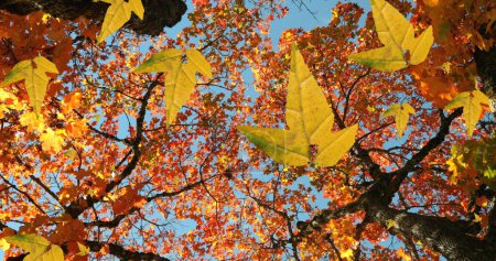 Téléchargez les photos : Image de feuilles d'automne tombant contre la vue à angle bas des arbres et du ciel bleu. Concept de saison automne et automne - en image libre de droit