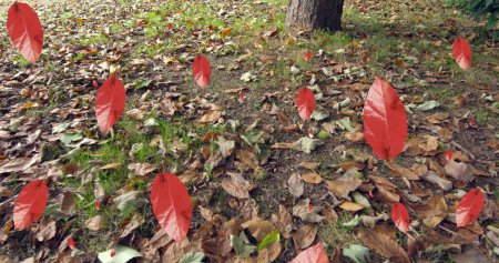 Téléchargez les photos : Image de feuilles d'automne tombant contre la vue rapprochée des feuilles tombées sur le sol. Concept de saison automne et automne - en image libre de droit