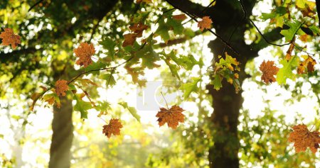 Téléchargez les photos : Image de feuilles d'automne flottant et tombant contre la vue du soleil qui brille à travers les arbres. Concept de saison automne et automne - en image libre de droit