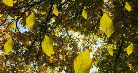 Téléchargez les photos : Image de feuilles d'automne tombant contre un angle bas des arbres et du ciel. Concept de saison automne et automne - en image libre de droit