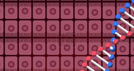 Foto de Imagen de ADN sobre células rosadas sobre fondo negro. Biología humana, anatomía y concepto corporal imagen generada digitalmente. - Imagen libre de derechos