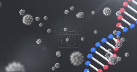 Image of 3d DNA strand spinning with Covid 19 coronavirus cells floating on black background. Covid 19 pandemic health care science concept digitally generated image.