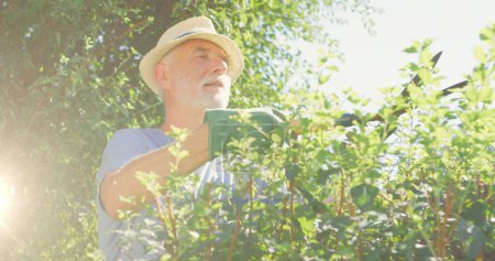 Foto de Imagen de luces azules sobre el hombre caucásico que trabaja en el jardín. jardinería comunitaria semana imagen generada digitalmente. - Imagen libre de derechos