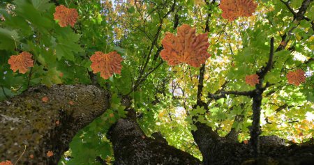 Image of autumn leaves falling against low angle view of trees and sky. Autumn and fall season concept