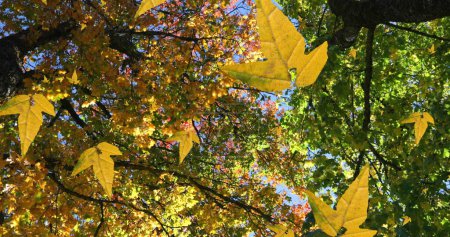 Bild von Herbstblättern fallen gegen niedrigen Winkel Blick auf Bäume und blauen Himmel. Herbst- und Herbst-Saisonkonzept