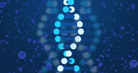 Photo for Image of dna over blue cells on navy background. Human biology, anatomy and body concept digitally generated image. - Royalty Free Image