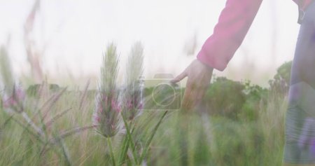 Photo for Happy caucasian senior woman hiking, stopping to touch plants, over tall grasses and sunlight. active lifestyle, nature, healthy retirement and freedom concept,, digitally generated image. - Royalty Free Image
