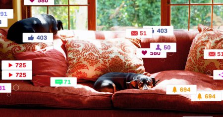 Image of multiple social media icons over two dogs lying on the couch at home. Social media networking technology concept