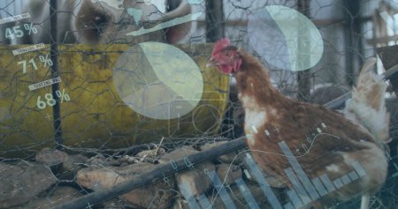 Image de l'interface infographique sur la marche des poules et des porcs en cage à la ferme avicole. Composite numérique, exposition multiple, global, progrès, rapport, business, animal, concept alimentaire et élevage.