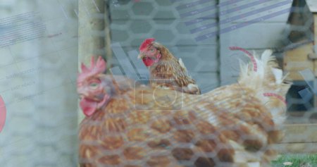Image de l'interface infographique au-dessus des poules enfermées dans une cage à la ferme avicole. Composite numérique, exposition multiple, global, progrès, rapport, business, animal, concept alimentaire et élevage.