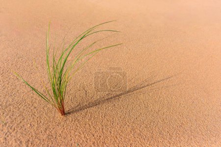 Téléchargez les photos : Dune de sable sur le sable dans le désert - en image libre de droit