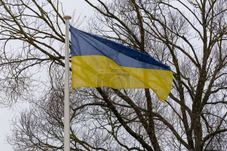 Photo for National flag of Ukraine. The patriotic flag of Ukraine flies in the wind - Royalty Free Image