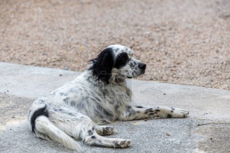 Photo for English setter portrait in the yard - Royalty Free Image