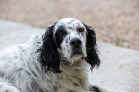 Photo for English setter portrait in the yard - Royalty Free Image