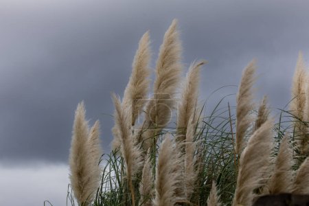 Photo for Cortaderia selloana or Pampas grass blowing in the wind - Royalty Free Image