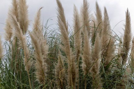 Photo for Cortaderia selloana or Pampas grass blowing in the wind - Royalty Free Image