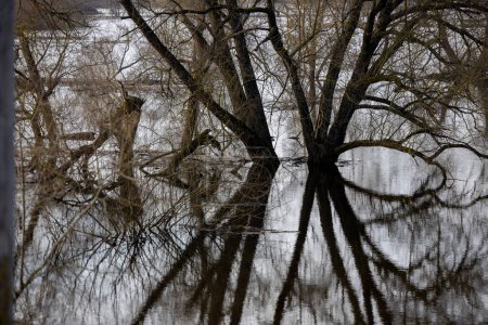 Trees stand in the water spring flood, Reflections