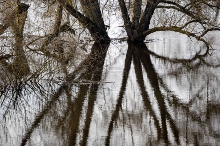 Árboles de pie en la inundación de manantial de agua, Reflexiones
