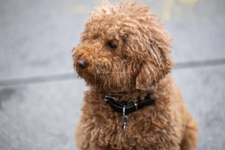 Portrait of a red poodle outdoors