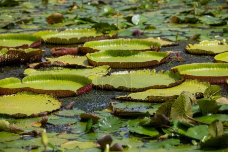Weltberühmter Teich mit riesigen Seerosen im botanischen Garten von Pampelmousses auf Mauritius