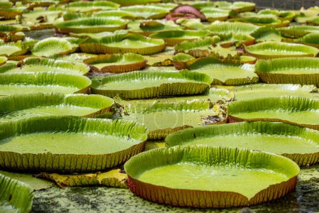 Weltberühmter Teich mit riesigen Seerosen im botanischen Garten von Pampelmousses auf Mauritius