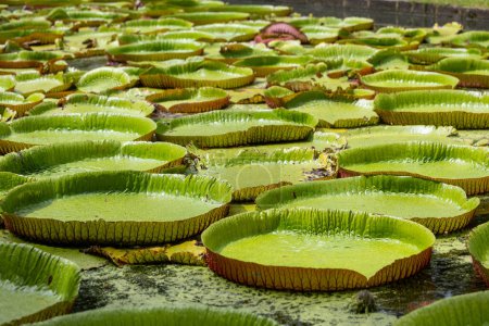 World famous pond with giant water lilies in the botanical garden of Pampelmousses, Mauritius island