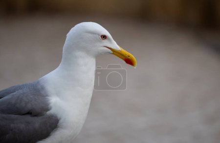 Portrait of big sea gull against the sea