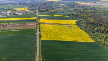 Journée ensoleillée sur les champs de colza jaune dans le district de Kdainiai, Lituanie