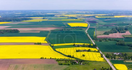 Sunny Day Over Yellow Rapeseed Fields in Kdainiai District, Lithuania