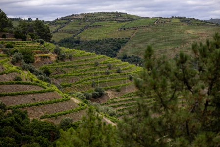 Foto de Vista de los viñedos en terrazas en el valle del Duero y el río cerca del pueblo de Pinhao, Portugal. Concepto para viajar en Portugal y los lugares más bellos de Portugal - Imagen libre de derechos