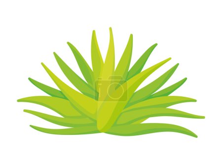 Illustration for Mexico tequila agave illustration isolated - Royalty Free Image