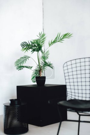 Photo for Black and white room interior of beautiful living hall with potted plants, green branches and decorative wall - Royalty Free Image