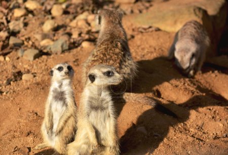 Téléchargez les photos : Superbe suricate. Une grande famille de suricates est toujours heureuse pour tout le monde. - en image libre de droit