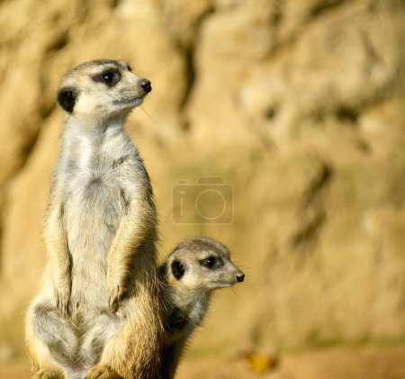 Téléchargez les photos : Superbe suricate. Une grande famille de suricates est toujours heureuse pour tout le monde. - en image libre de droit