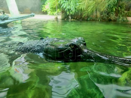 Photo for Crocodile swims underwater with open eyes. Crocodile gaze. Stock photo. - Royalty Free Image