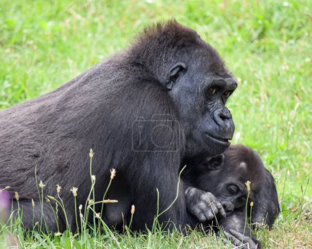 Photo for Happy gorilla and cub spend time together in pleasure and joy. Stock photo. - Royalty Free Image