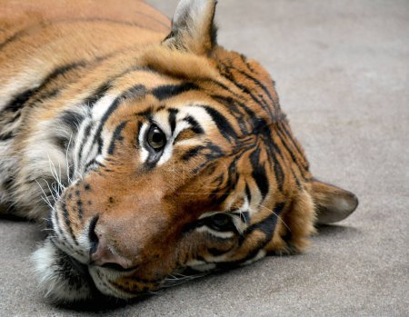 Die traurigen Augen eines ruhig ruhenden Tigers. Der Tiger legt sich hin und denkt über das Leben nach.