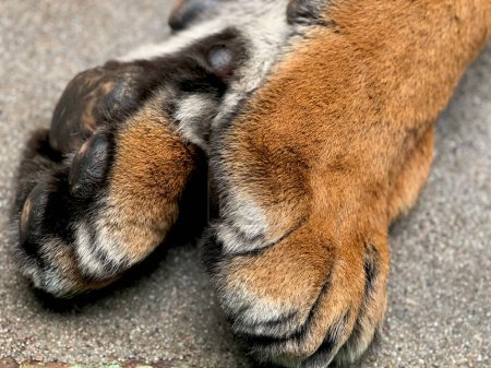 Photo for Macro photo of the tiger's paws on both sides. The tiger shows its paws from all sides. - Royalty Free Image