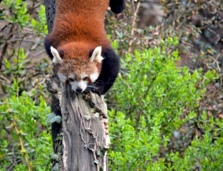 Foto de El lindo Panda Rojo. Hermoso animal divertido. - Imagen libre de derechos