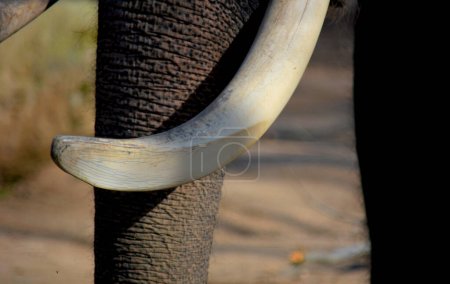 Foto de Una macro foto de la cara del elefante con colmillos grandes. - Imagen libre de derechos
