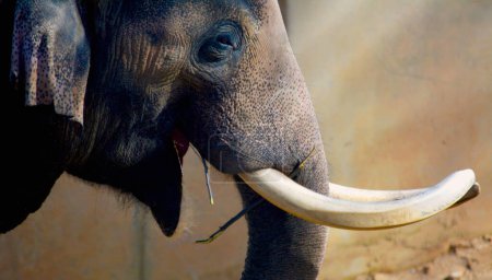 Foto de Una macro foto de la cara del elefante con colmillos grandes. - Imagen libre de derechos