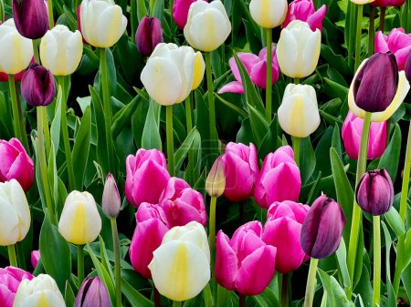 Tulipanes coloridos en un parque de la ciudad en primavera.